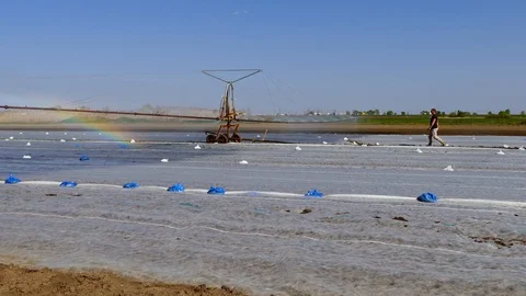 The farmer sets up typhon system during cabbage irrigation. Stock Footage 86009863