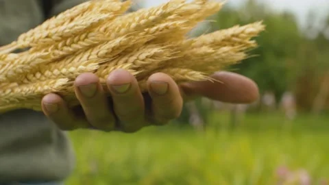 Farmer with a sheaf of rye in his hands Stock Footage 137817622