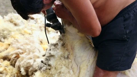 Farmer shearing a sheep for wool Stock Footage 74911672