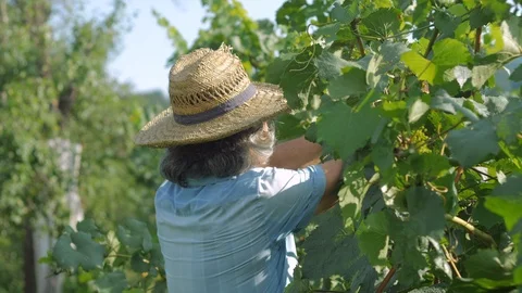 Farmer with a shears trim or pruning vineyard Stock Footage 115505933