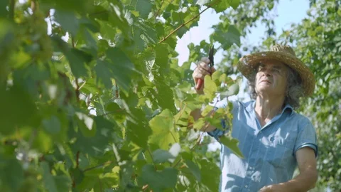 Farmer with a shears trim or pruning vineyard Stock Footage 115509062