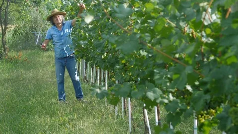 Farmer with a shears trim or pruning vineyard Stock Footage 115511334