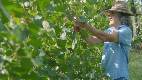 Farmer with a shears trim or pruning vineyard Stock Footage 115513440