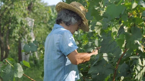 Farmer with a shears trim or pruning vineyard Stock Footage 115514599