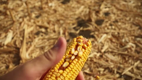 Farmer shelling golden corn kernels off an ear of maize outdoors. Concept o.. Stock Footage 344809716