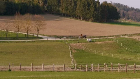 Farmer shepherding three horses, dog to paddock, spring day Stock Footage 107833745
