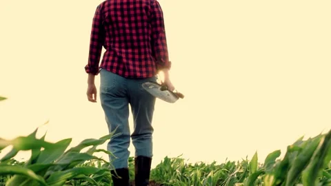 Farmer with shovel walks through corn field sunset, agriculture farmer shovel Stock Footage 246600501