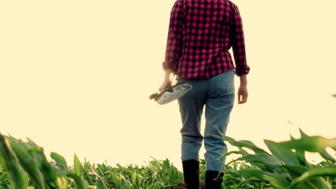 Farmer with shovel walks through corn field sunset, agriculture farmer shovel Stock Footage 247236458