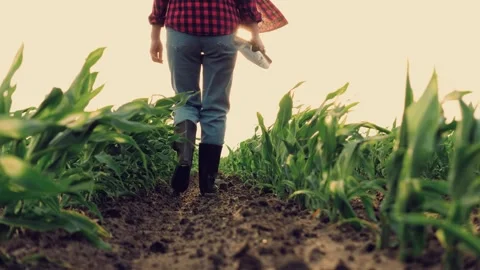 Farmer with shovel walks through corn field sunset, agriculture farmer shovel Stock Footage 248126594