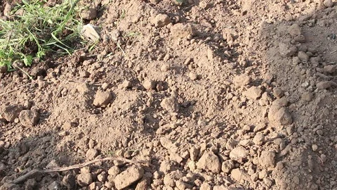 Farmer Shoveling soil with a hoe Stock Footage 119703035