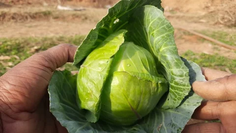 A farmer is showing cabbage. Stock Footage 150607537