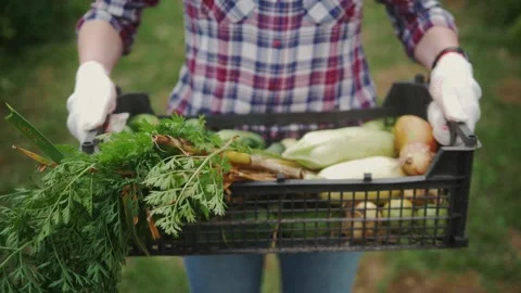 Farmer showing in camera box with fresh natural vegetables. Close up. Harvesting Stock Footage 136656211