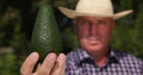Farmer Showing Close View Green Ripe Avocado Best Healthy Fresh Exotic Fruit Video stock 66862155