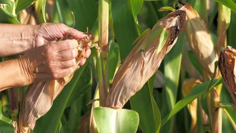 Farmer showing corn crop Stock Footage 162541043