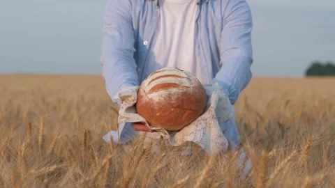 A farmer showing fresh bread from his wheat garden. 4K footage Stock Footage 231504178