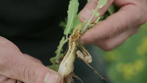 Farmer showing rapeseed plant root disease Stock Footage 340546408