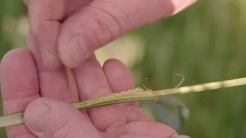 Farmer showing young wheat corn crop close up Stock Footage