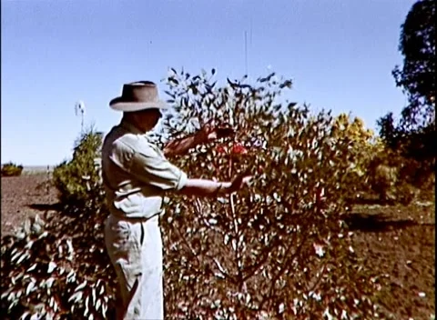 FARMER SHOWS BEAUTIFUL EUCALYPT TREE FLOWERS (1964) Video stock 158988353