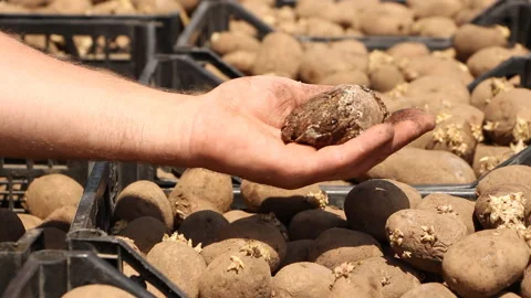 Farmer shows focus with potatoes on the background of boxes of potatoes Stock Footage 110698915