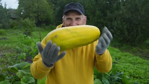 Farmer shows large zucchini into camera lens smiling Stock Footage 169177190