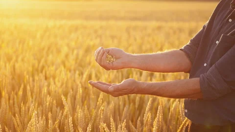 Farmer sifting grains in hands. Hands of a man with grains against Stock Footage 135884209