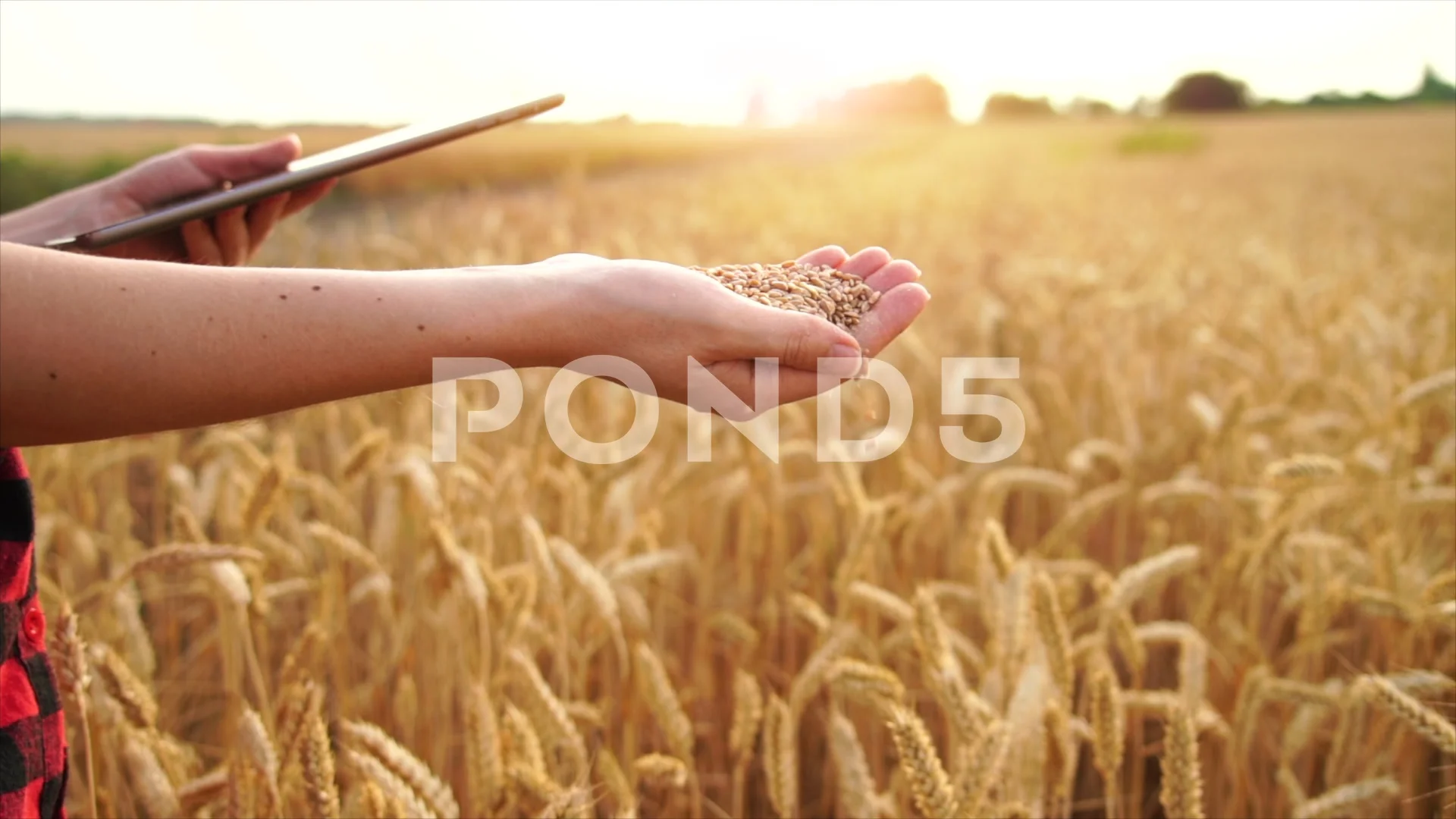 sifting wheat