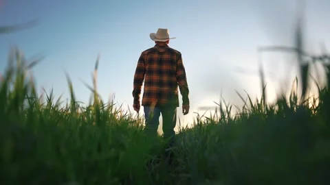 Farmer silhouette at sunset with a tablet working in a wheat field. agriculture Stock Footage 289531290