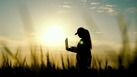 Farmer silhouette work field laptop, sunset, green wheat, biotechnology, eco Stock Footage 246724018