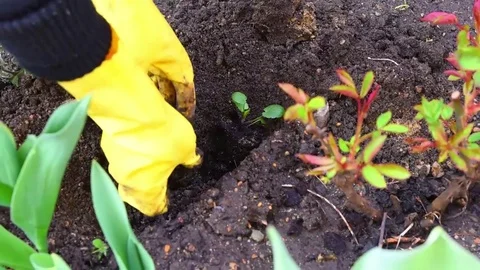 Farmer sits down in the ground the plant Stock Footage 74064778