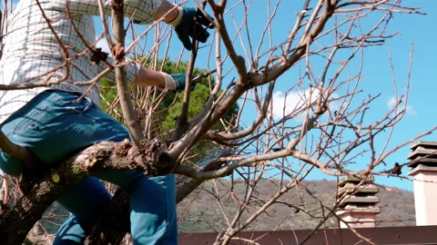 Farmer sitting on branch and using working scissors for cutting dry branches Stock-Footage 155806424