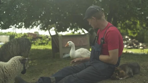 Farmer sitting on the grass next to cute puppy, lambs and flock of young geese. Stock Footage 247523777