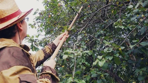 Farmer slices apples Stock Footage 114651572