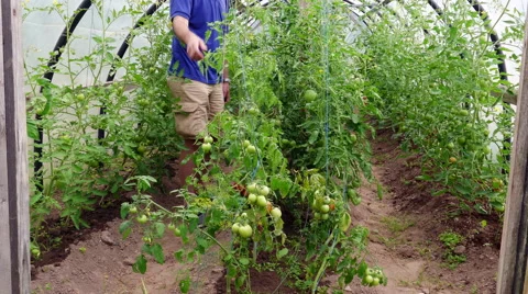 Farmer in small greenhouse Stock-Footage 68384229