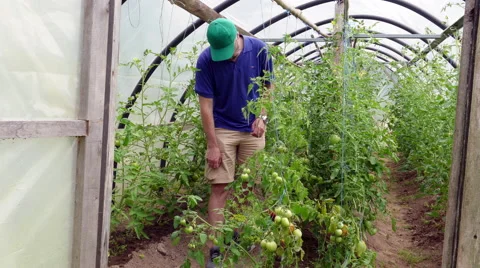 Farmer in small greenhouse Stock Footage 68387181