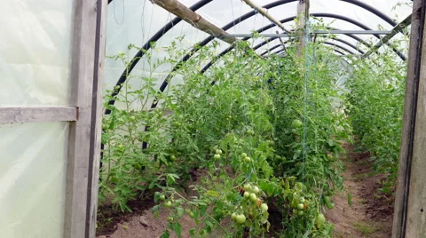 Farmer in small greenhouse Stock-Footage 68387488