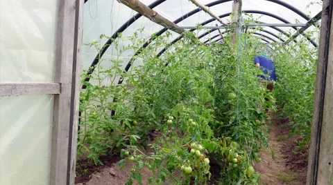 Farmer in small greenhouse Stock-Footage 68387602