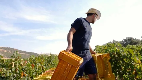 Farmer on small van distributes the boxes in the vineyard- slow motion Vídeo Stock 80359091