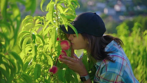 Farmer smelling peaches on the tree Stock Footage 168270836