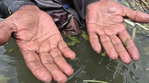 Farmer Soaked Wrinkled Palms Working Barehanded In Water For Jute Retting Stock Footage 340488644