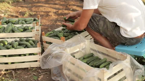 Farmer sort freshly cucumbers on the organic farm Stock Footage 67091139