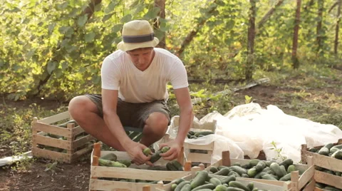 Farmer sort freshly cucumbers on the organic farm Stock Footage 67091168