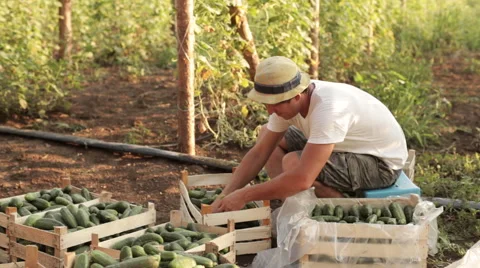 Farmer sort freshly cucumbers on the organic farm Stock Footage 67091233