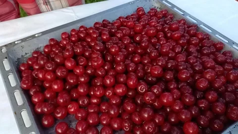 Farmer sorting and selecting ripe red cherry berries. Close up of man hands 스톡 동영상 274503645