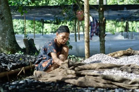 Farmer Sorting Cocoa Beans in Natural Setting Stock Photos