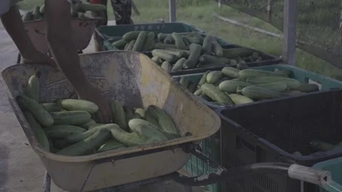 A farmer is sorting cucumbers after a harvest Stock Footage 270483631