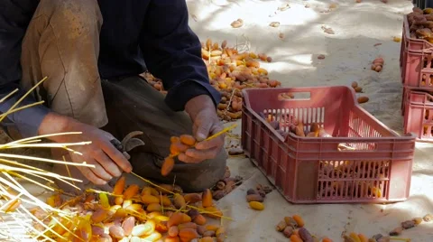 Farmer sorting dates fruits Stock Footage 58615524