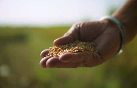 Farmer sorting grains on his palm Stock Footage 295607379