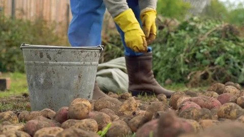 Farmer sorting potatoes in bucket on the field at organic farm. Concept farming Видео 80301348