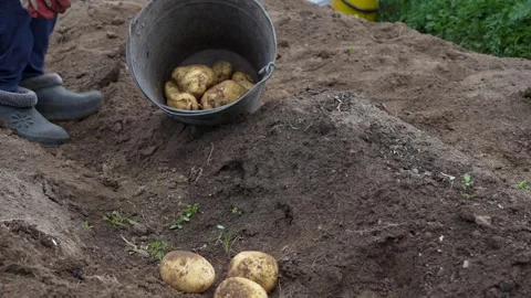 Farmer sorting potatoes in bucket on the field Stock Footage 249597144