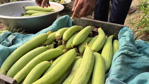 Farmer Sorting Sponge Gourd Harvest Into Crate Fresh Vegetable Packing Video Stock Footage 343629425